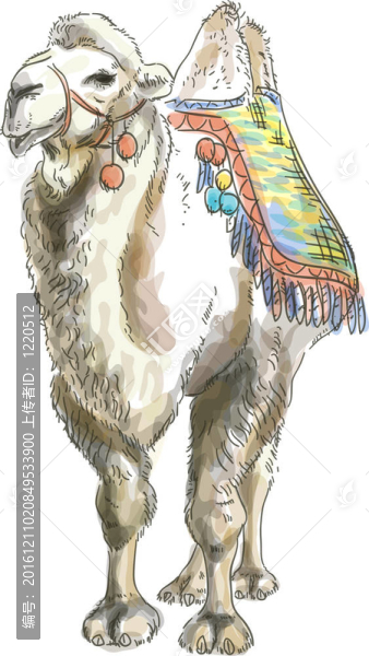 Camel,Bactrian。水彩畫(huà)風(fēng)格。