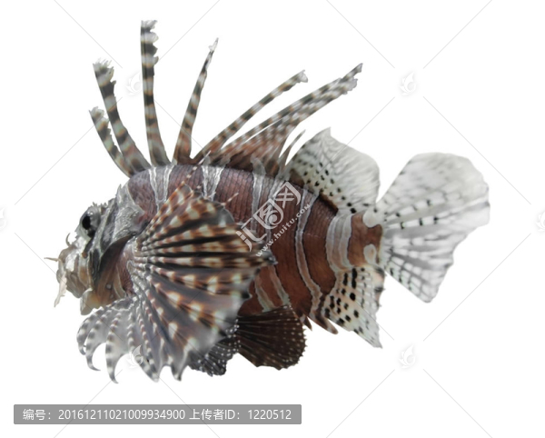 在白獅子魚