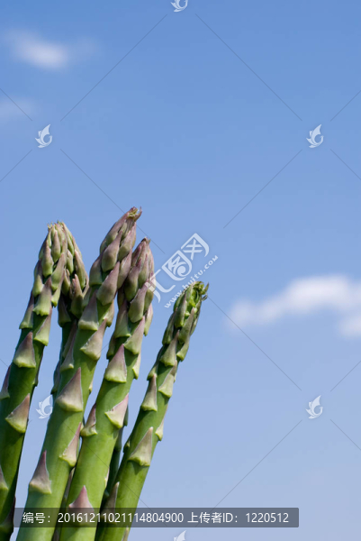 蘆筍