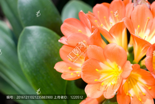 君子蘭