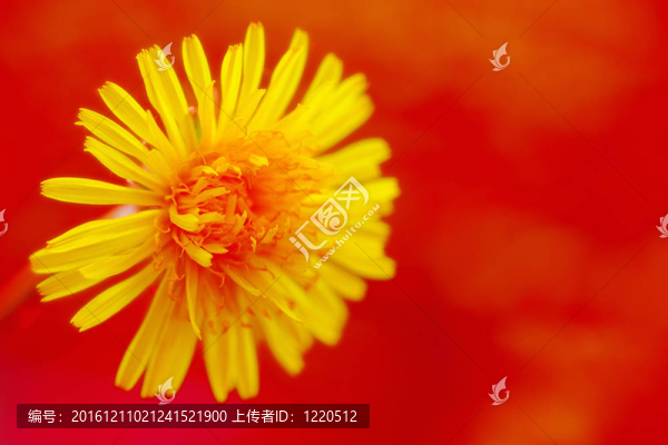 迷人的蒲公英