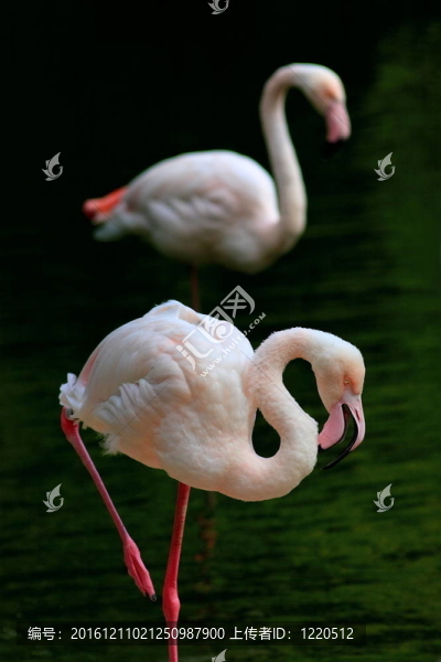火烈鳥