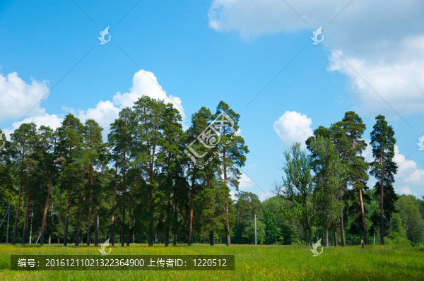 俄羅斯自然-夏季松樹林