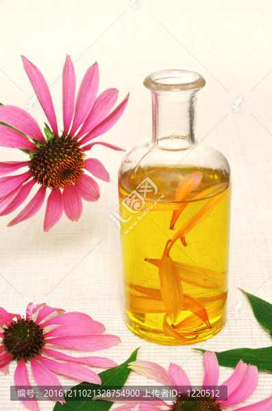 紫錐菊精油瓶stillife