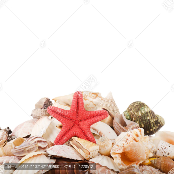 白殼殼