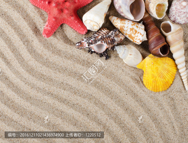 海殼為背景