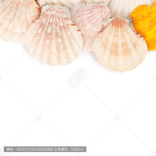 白殼殼