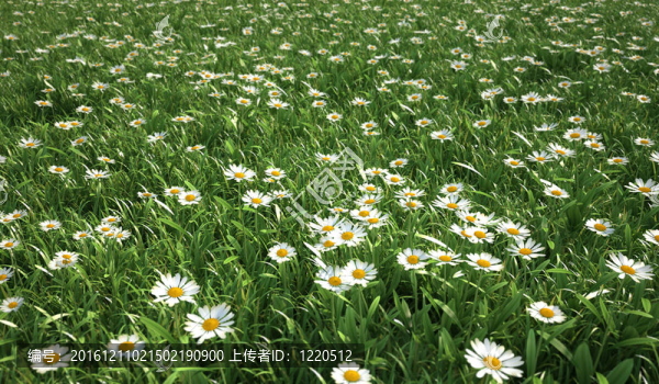 草草地；鳥瞰圖；大量雛菊花。
