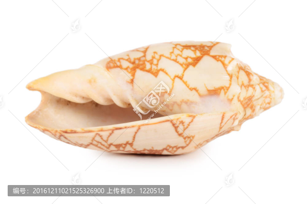 白殼殼