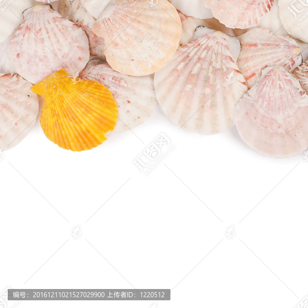 白殼殼