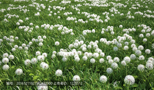 草草地；鳥眼觀；大量蒲公英花。