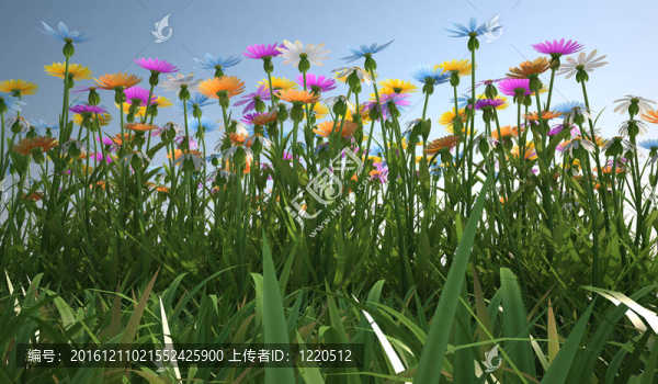 不同顏色的花；在一塊草地里。