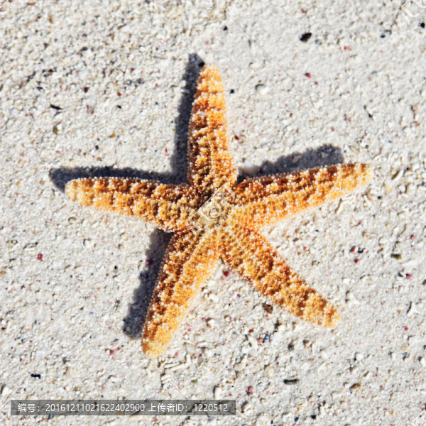 海星