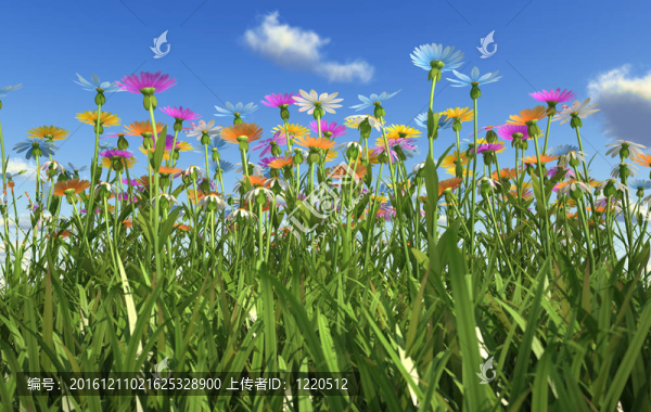不同顏色的花；在一塊草地里。