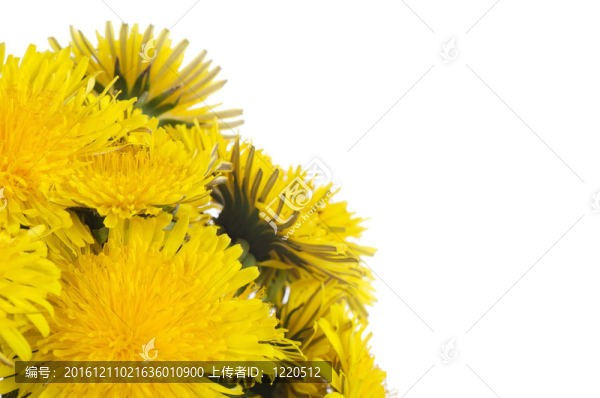 白色的蒲公英