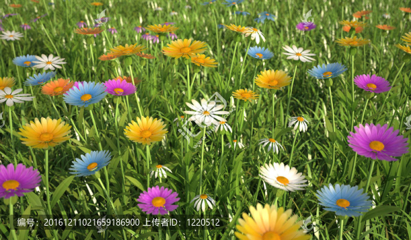 不同顏色的花；在一塊草地里。