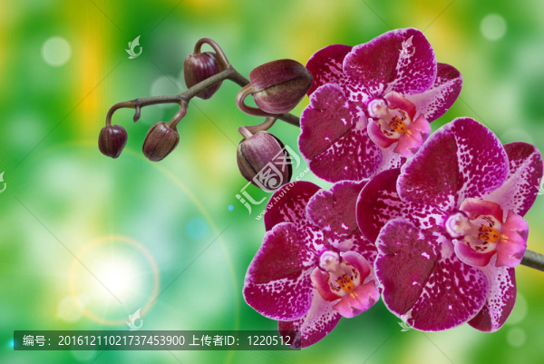 蘭花花的特寫