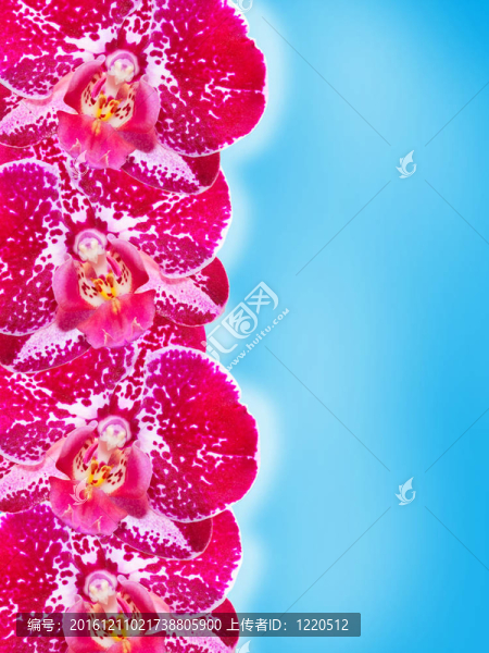 蘭花花的特寫
