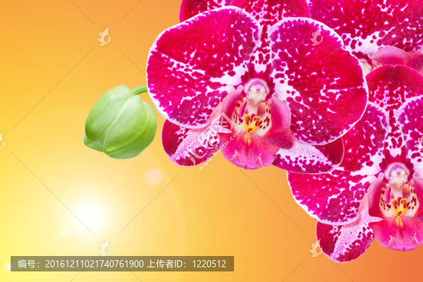 蘭花花的特寫(xiě)