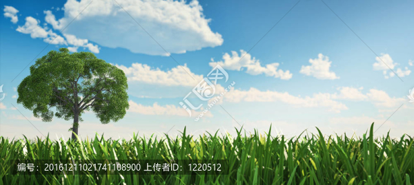 野草中的孤樹。