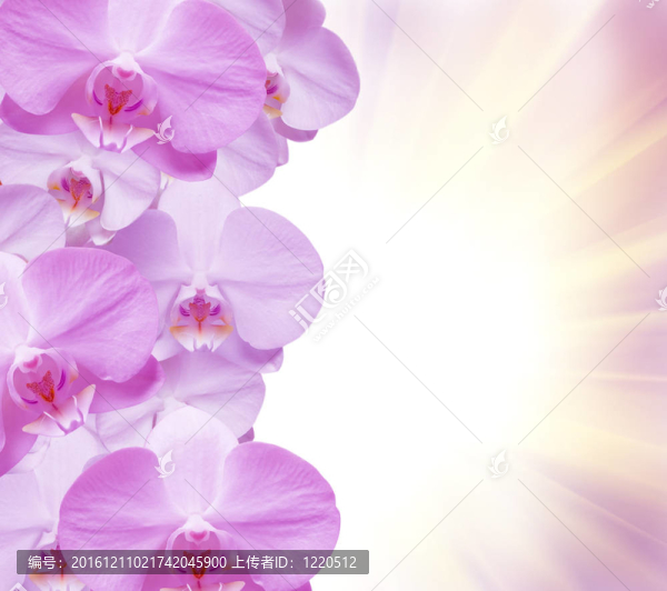 蘭花花的特寫