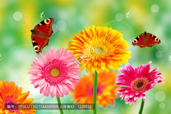格伯的花