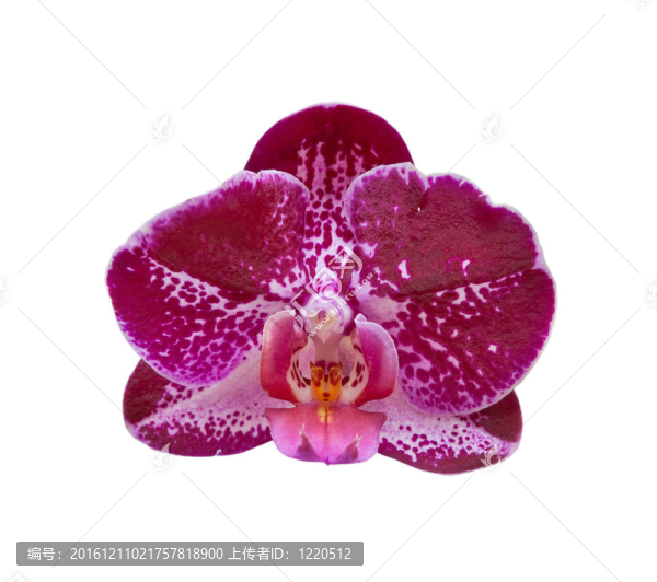 蘭花