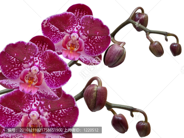 蘭花