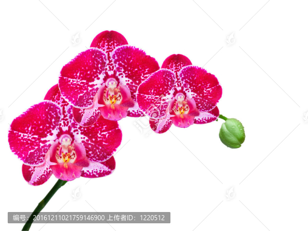 蘭花