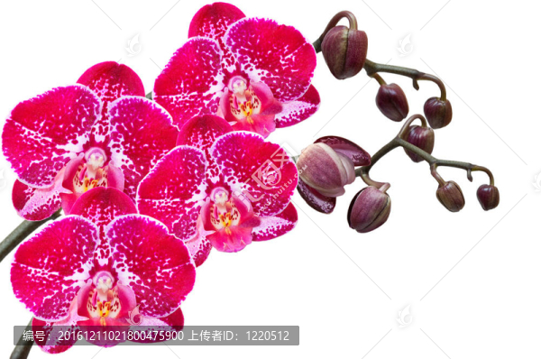 蘭花
