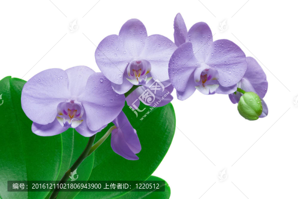 蘭花