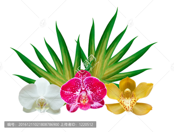 蘭花