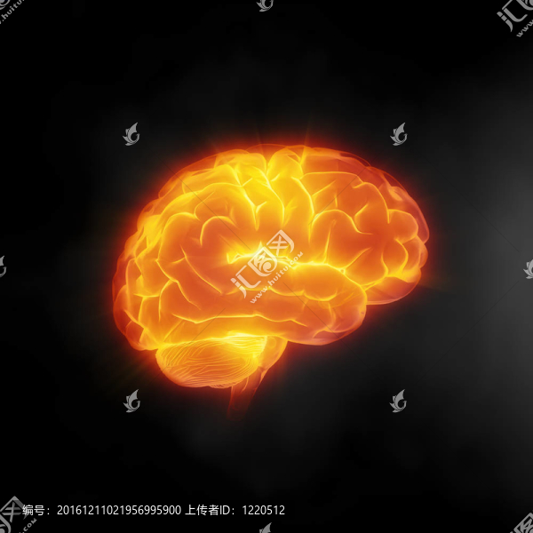 人類的大腦