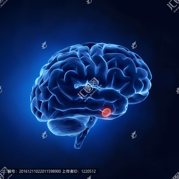X線透視下的腦垂體部分