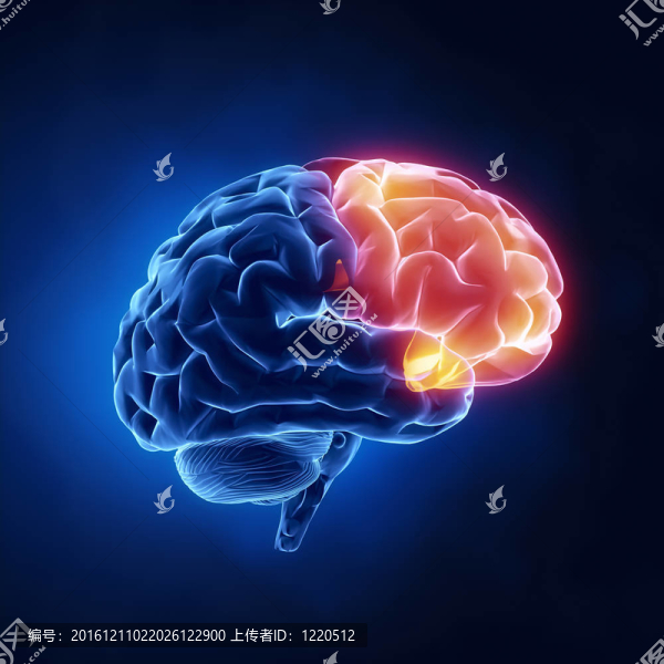 額葉-人腦X線透視圖