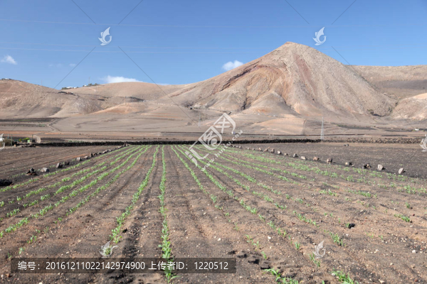 火山島蘭薩羅特島農(nóng)業(yè)；西班牙