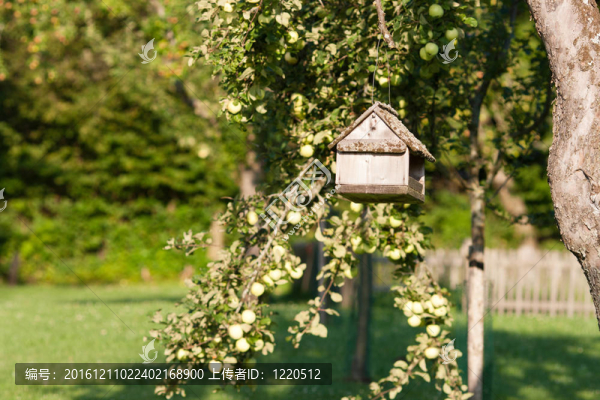 在夏日陽(yáng)光下點(diǎn)燃的鄉(xiāng)村果園里的鳥(niǎo)桌/從一棵樹(shù)上吊出的飼料