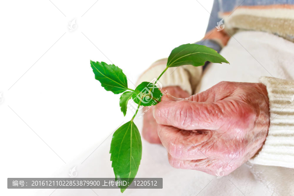 高級女子控股綠化廠