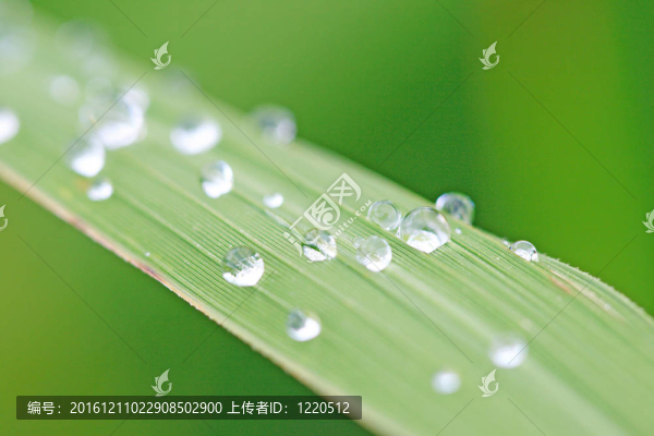水上葉