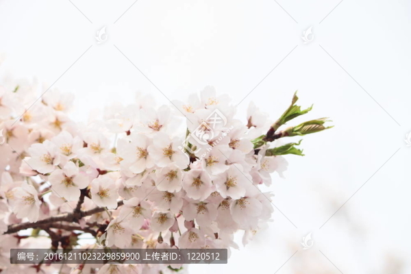 完全綻放的櫻花