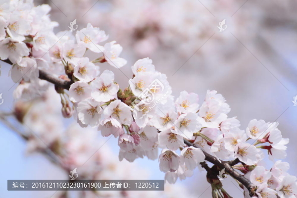 完全綻放的櫻花