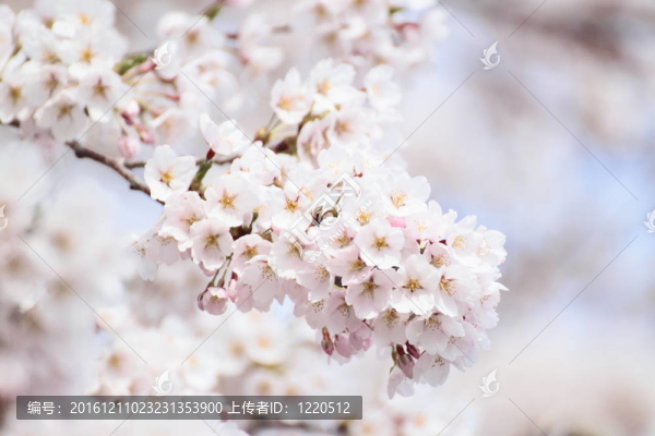 完全綻放的櫻花