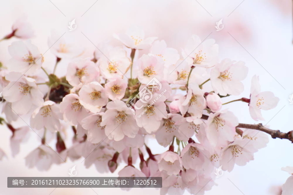 完全綻放的櫻花