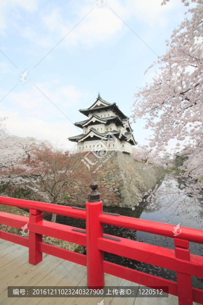 盛開(kāi)的櫻花和城堡