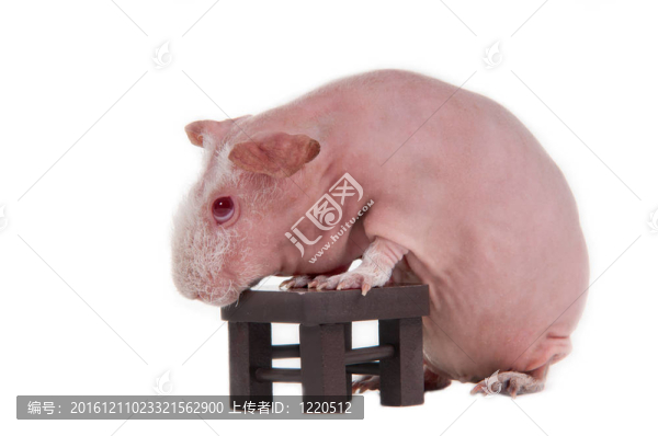 帶桌子的禿頭豚鼠
