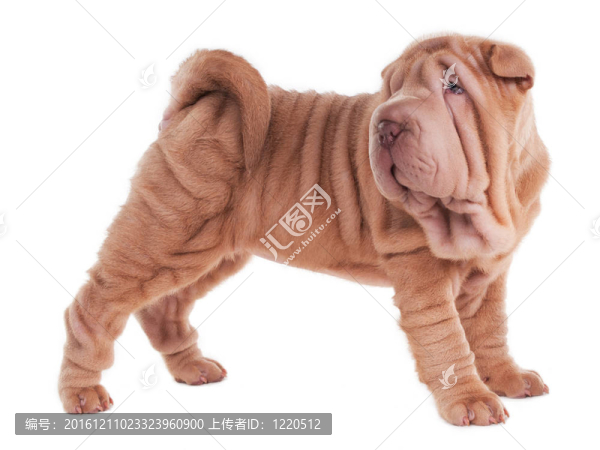 Sharpei的小狗站