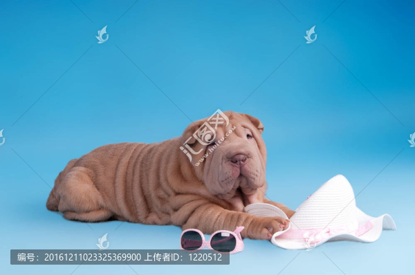 沙皮狗準(zhǔn)備夏季