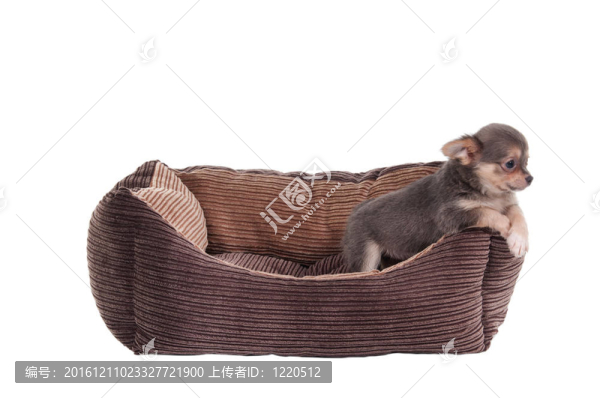 奇瓦瓦小狗在寵物床