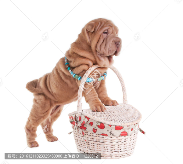 Sharpei的小狗站在野餐籃