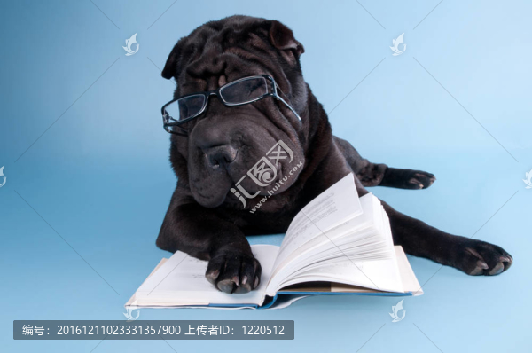 沙皮在書上睡覺